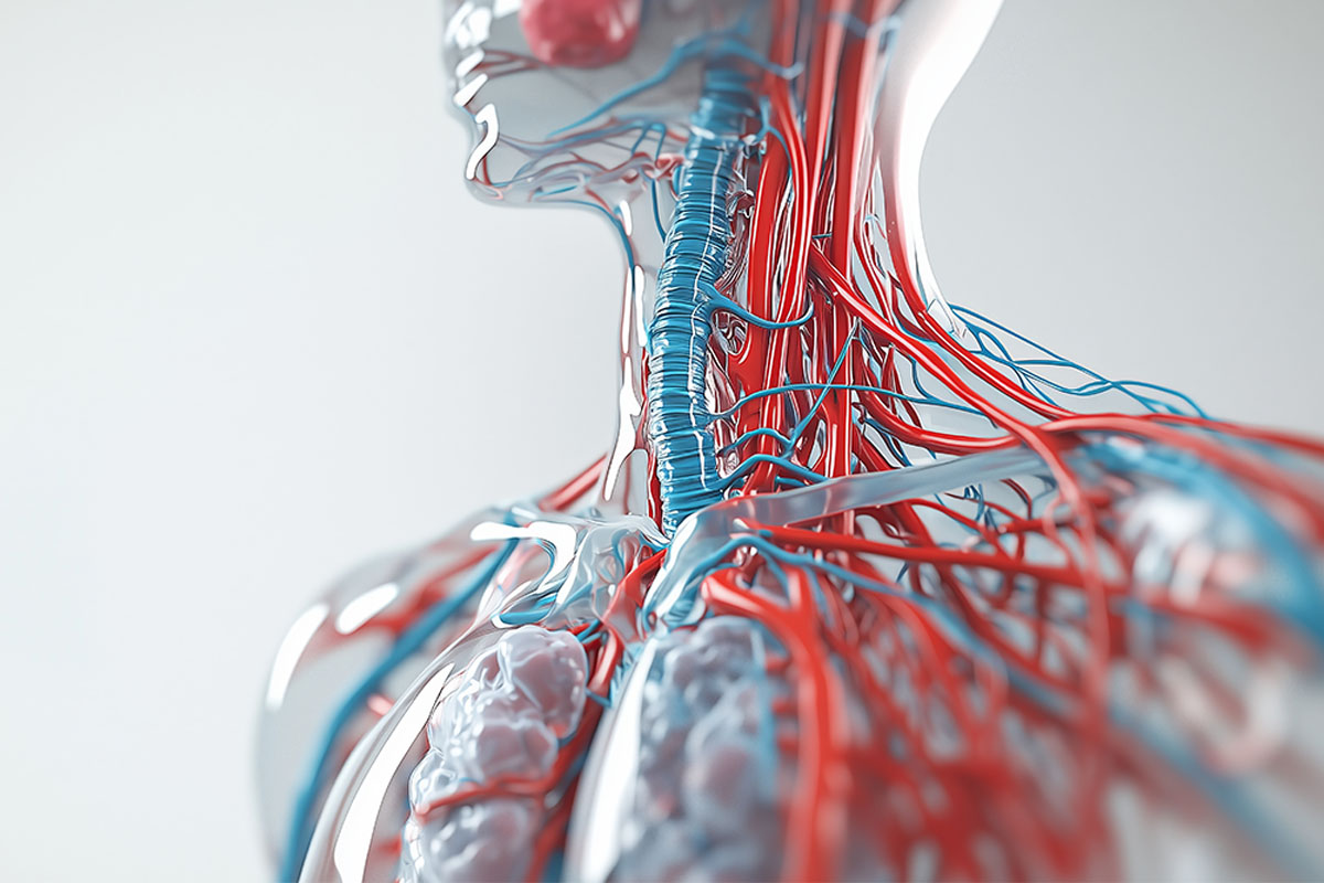 Şah Damarı (Karotis Arter) Nedir?​